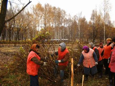 В новом сквере появились кусты спиреи